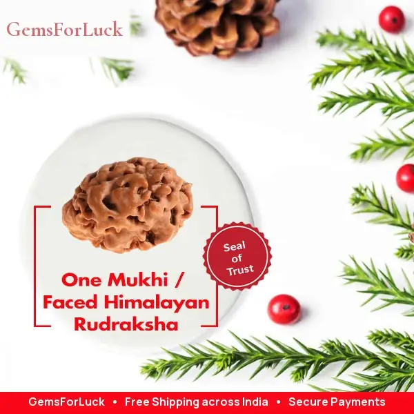 1 Mukhi Rudraksha himalayan – image 2