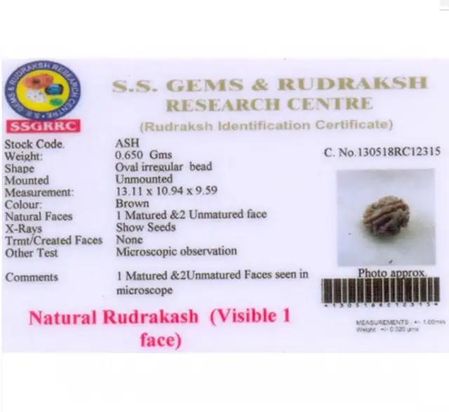1 Mukhi Rudraksha himalayan – image 5