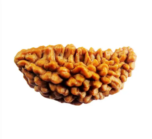 01 Mukhi / Faced Rameshwaram collector – image 4