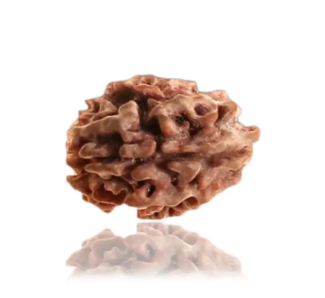 2 Faced Nepali Rudraksha – image 4