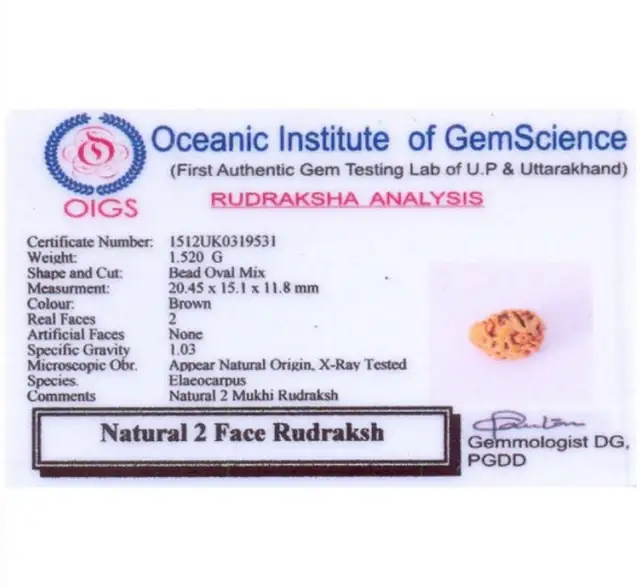 2 Faced Nepali Rudraksha – image 5