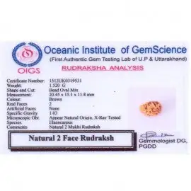 02 Mukhi Rameshwaram Rudraksha – image 4