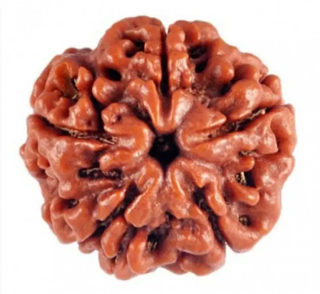05 Mukhi / Faced Natural Nepali Rudraksha Beads – image 4