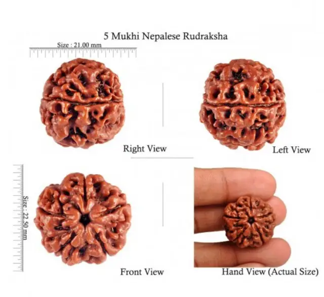 05 Mukhi / Faced Natural Nepali Rudraksha Beads – image 5