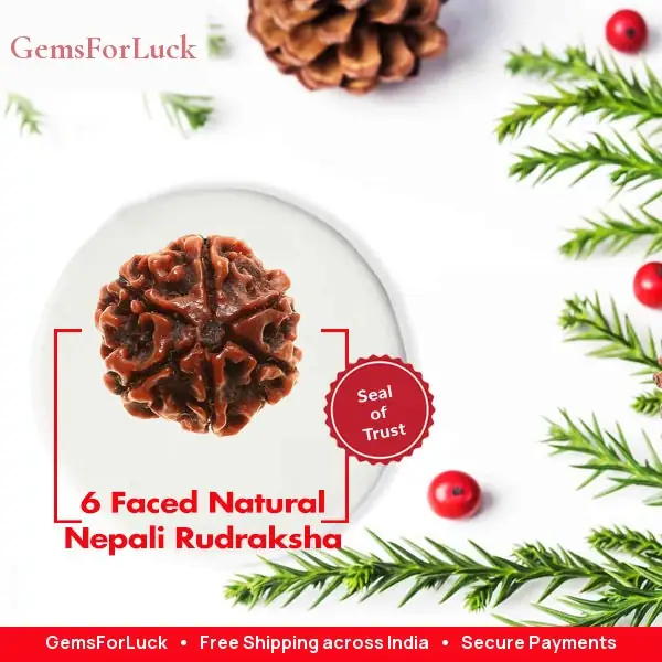 06 Mukhi / Faced Natural Nepali Rudraksha Beads – image 3