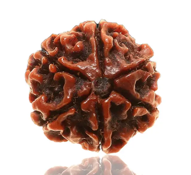 06 Mukhi / Faced Natural Nepali Rudraksha Beads – image 4