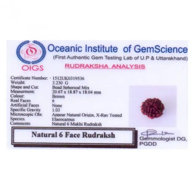 06 Mukhi / Faced Natural Nepali Rudraksha Beads – image 5