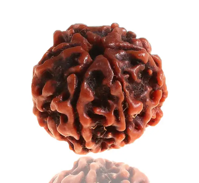 06 Mukhi / Faced Natural Nepali Rudraksha Beads – image 6