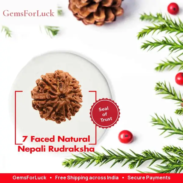 07 Faced Natural Nepali Rudraksha Beads Collector – image 2