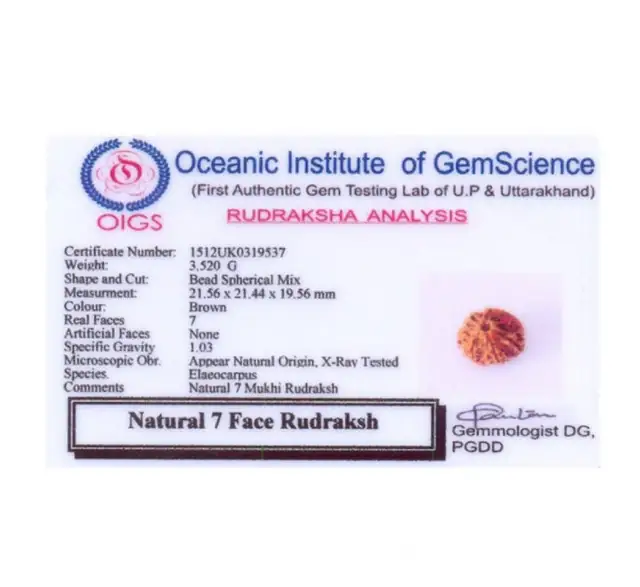 07 Faced Natural Nepali Rudraksha Beads – image 5
