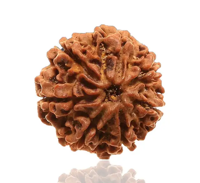 07 Faced Natural Nepali Rudraksha Beads – image 6