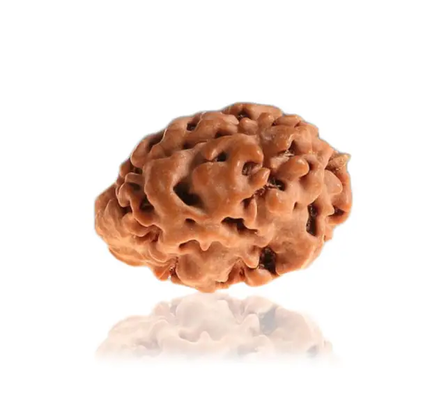 1 Mukhi Rudraksha Collector – image 3