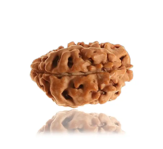 1 Mukhi Rudraksha Collector – image 4