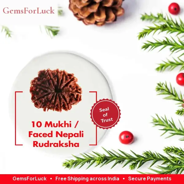 10 Faced Natural Nepali Rudraksha Beads – image 3