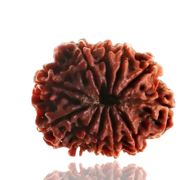 10 Faced Natural Nepali Rudraksha Beads – image 4