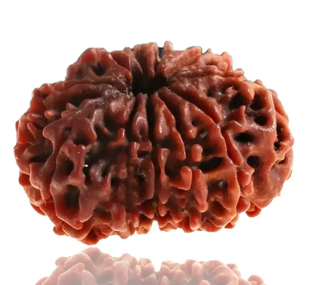 10 Faced Natural Nepali Rudraksha Beads collector – image 4
