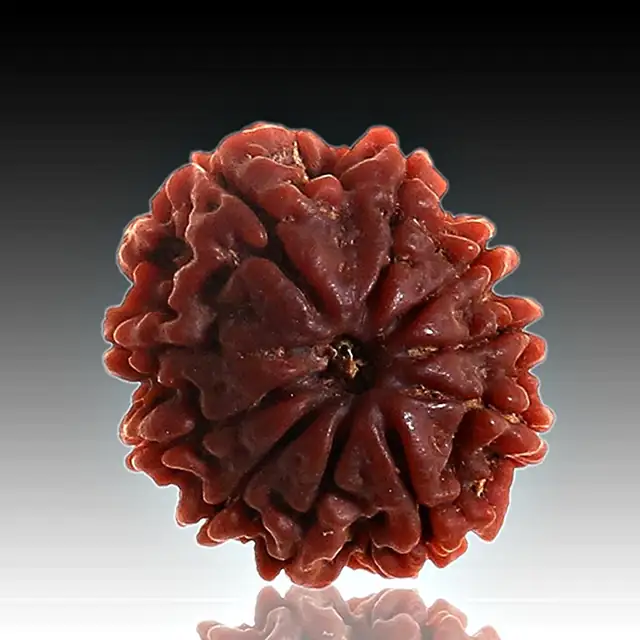 10 Mukhi Rudraksha Pendant – image 5