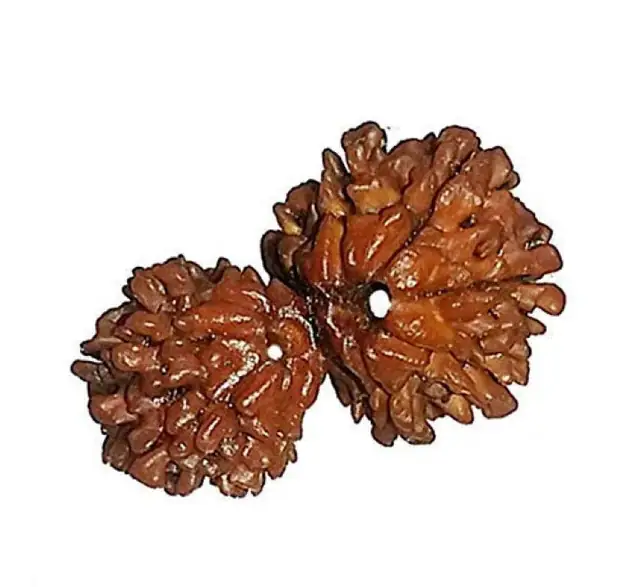 Gauri Shankar Rudraksha – image 4
