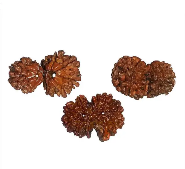 Gauri Shankar Rudraksha – image 5