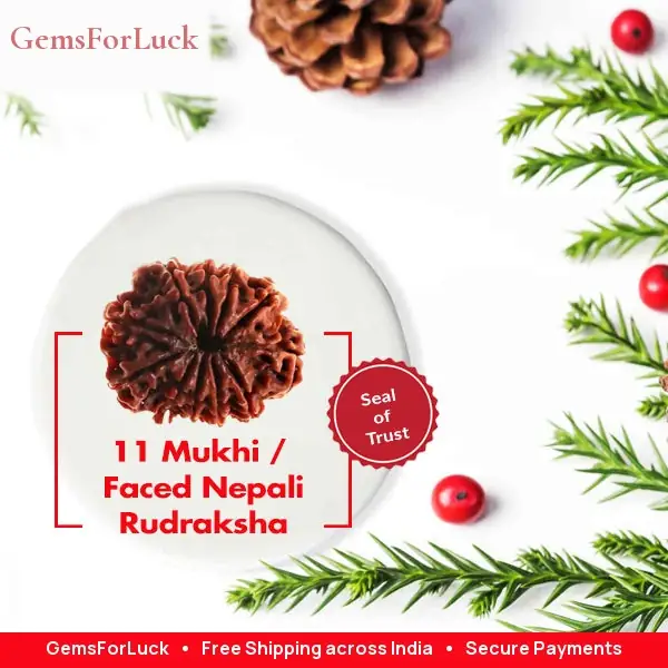 11 Faced / Mukhi Nepali Rudraksha Beads collector – image 2
