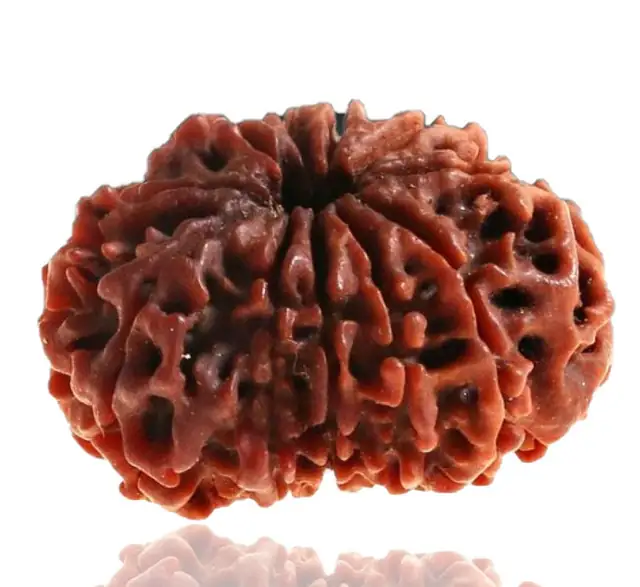 11 Faced / Mukhi Nepali Rudraksha Beads collector – image 3