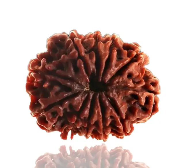 11 Faced / Mukhi Nepali Rudraksha Beads collector – image 4