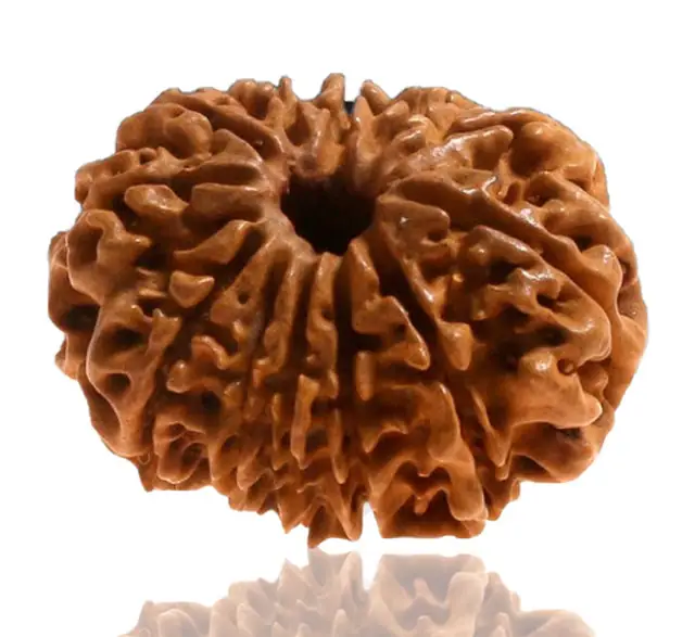12 Faced Natural Nepali Rudraksha Beads collector – image 3