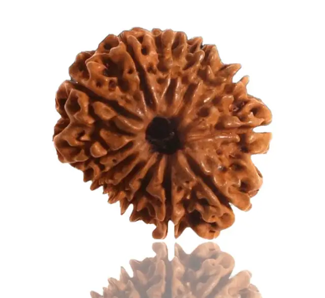 12 Faced Natural Nepali Rudraksha Beads – image 5
