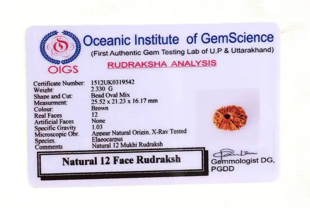 12 Faced Natural Nepali Rudraksha Beads – image 6