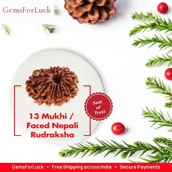 13 Faced Natural Nepali Rudraksha Beads collector – image 2
