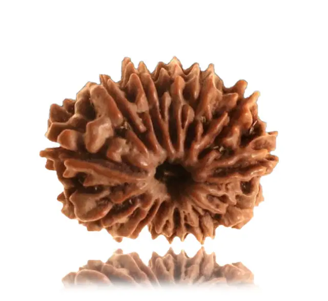 13 Faced Natural Nepali Rudraksha Beads collector – image 3