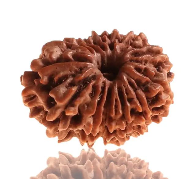 13 Faced Natural Nepali Rudraksha Beads collector – image 4