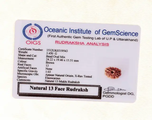 13 Faced Natural Nepali Rudraksha Beads collector – image 5