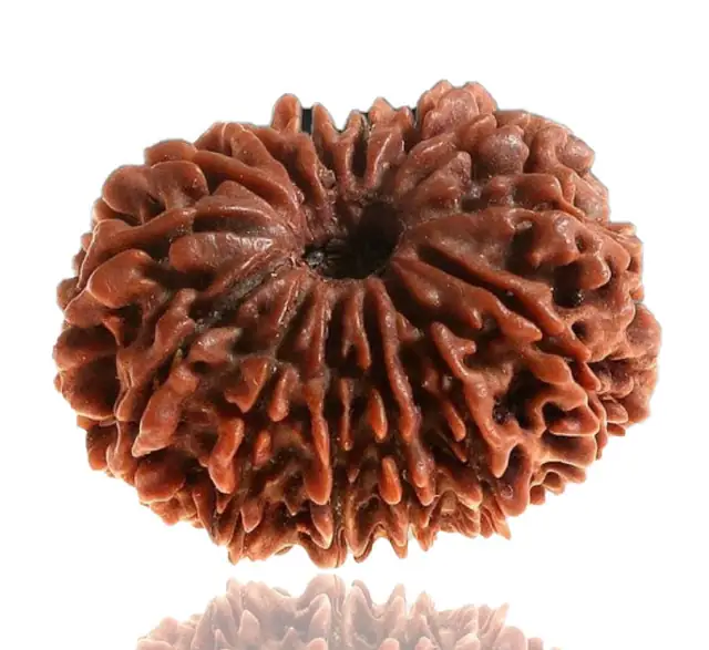 14 Faced Natural Nepali Rudraksha Beads collector – image 3