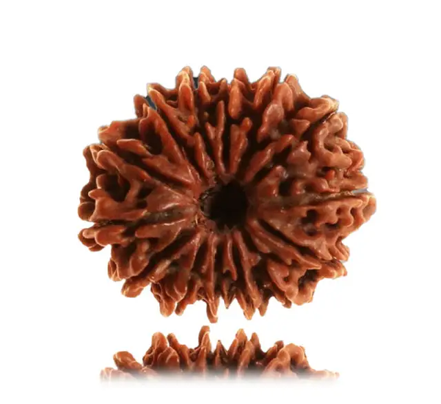 14 Faced Natural Nepali Rudraksha Beads collector – image 4