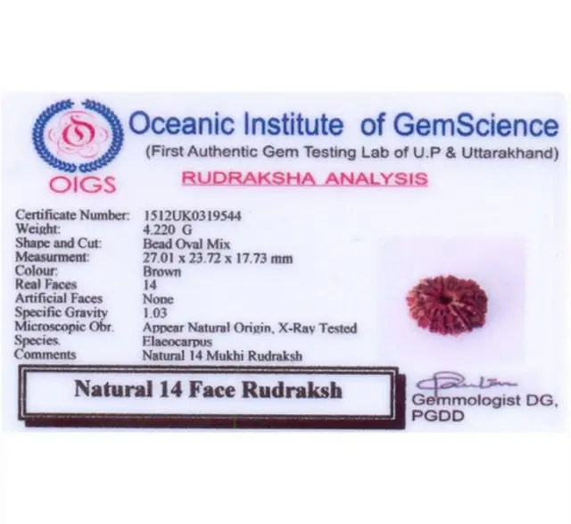 14 Faced Natural Nepali Rudraksha Beads collector – image 5