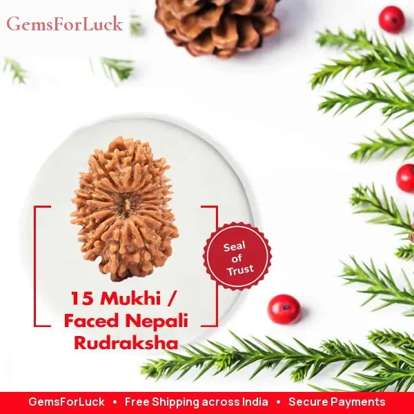 15 Faced Natural Nepali Rudraksha Bead collector – image 2