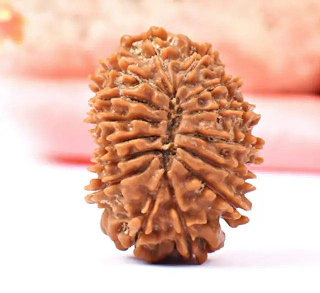 15 Faced Natural Nepali Rudraksha Bead collector – image 4