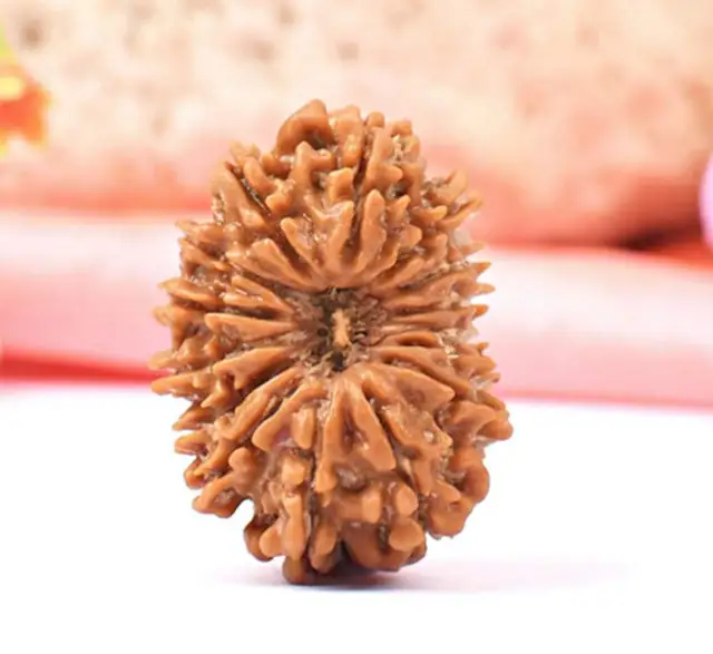 15 Faced Natural Nepali Rudraksha Beads – image 4