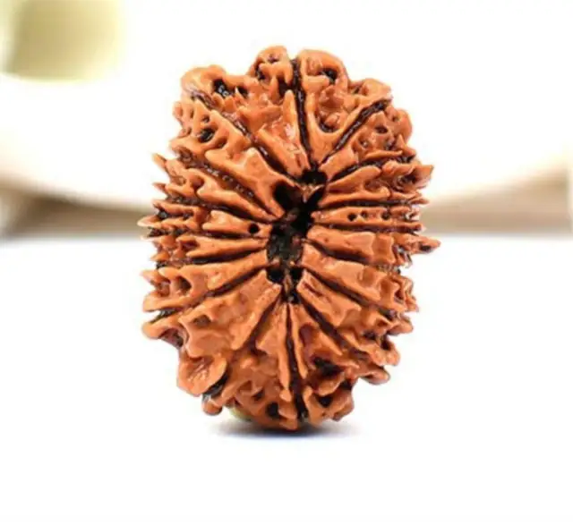 16 Faced Natural Nepali Rudraksha Beads collector – image 4