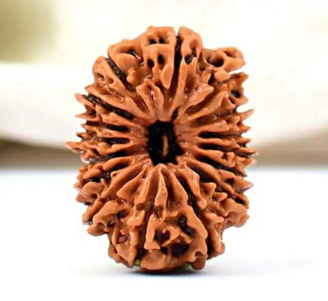 16 Faced Natural Nepali Rudraksha Beads – image 4