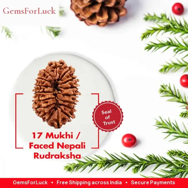 17 Faced Natural Nepali Rudraksha Bead collector – image 2