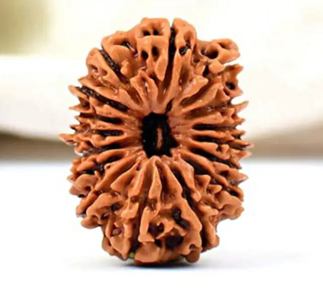 17 Faced Natural Nepali Rudraksha Bead collector – image 3