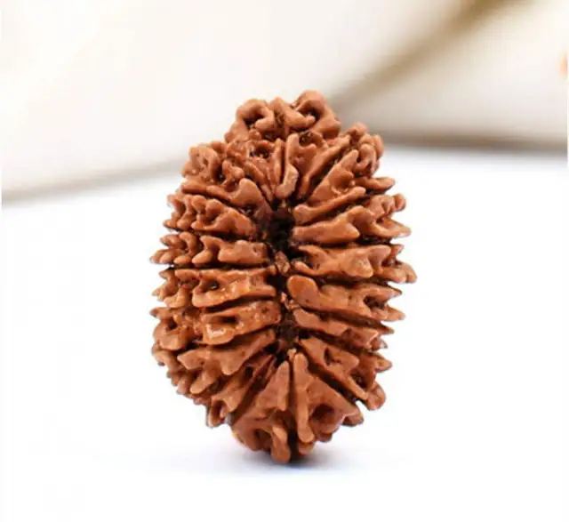 17 Faced Natural Nepali Rudraksha Beads – image 5
