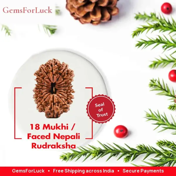18 Mukhi Nepali Rudraksha Beads collector – image 2