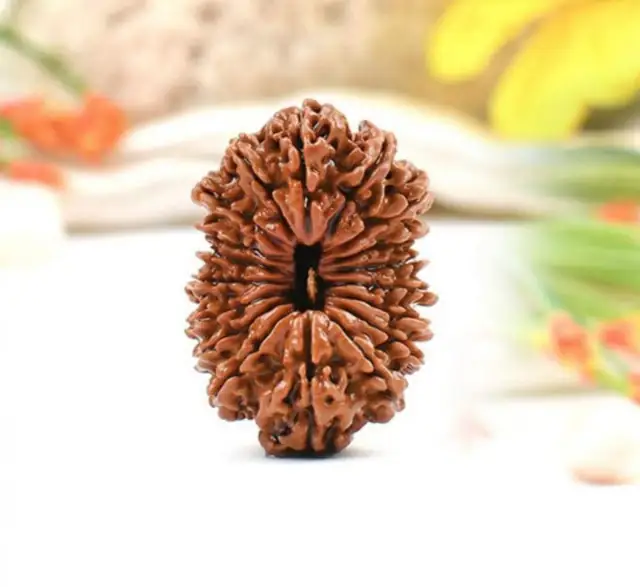 18 Mukhi Nepali Rudraksha Beads – image 4