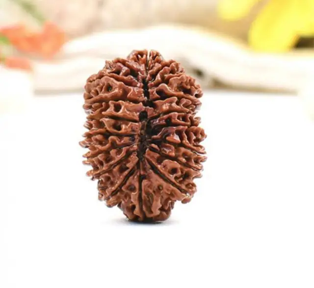18 Mukhi Nepali Rudraksha Beads – image 5