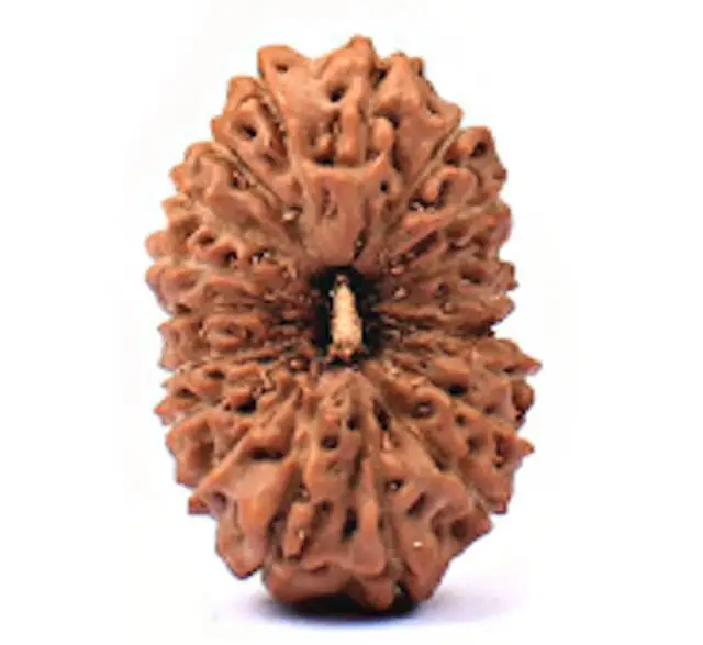 19 Mukhi Nepali Rudraksha Beads collector – image 3