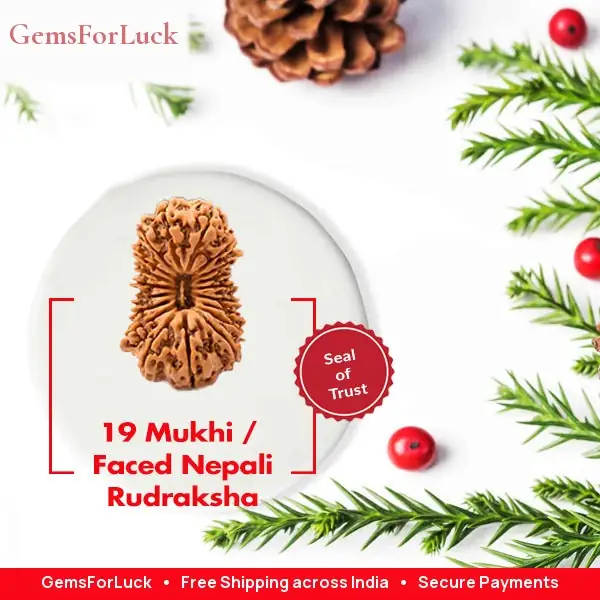 19 Mukhi Nepali Rudraksha Beads – image 2