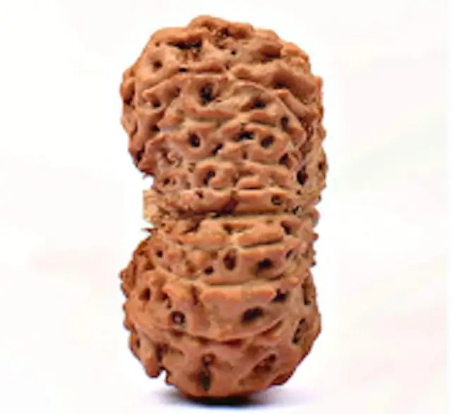 19 Mukhi Nepali Rudraksha Beads – image 4